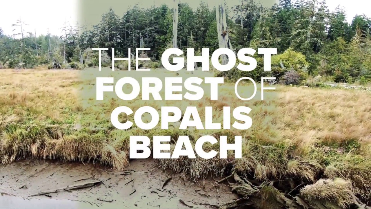 Copalis Beach ghost forest caused by earthquake, tsunami YouTube