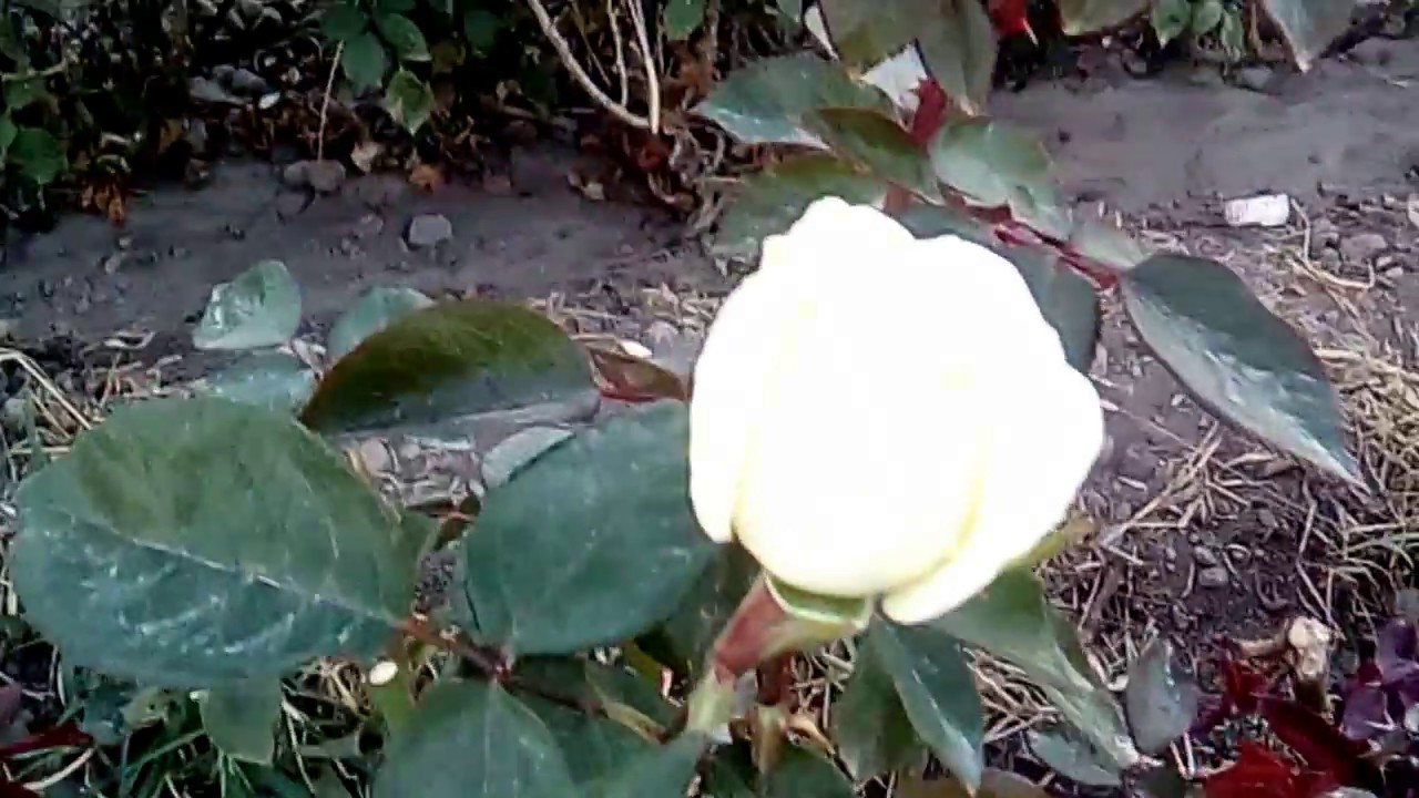 Venta de rosas por mayoreo, ser feliz es gratis