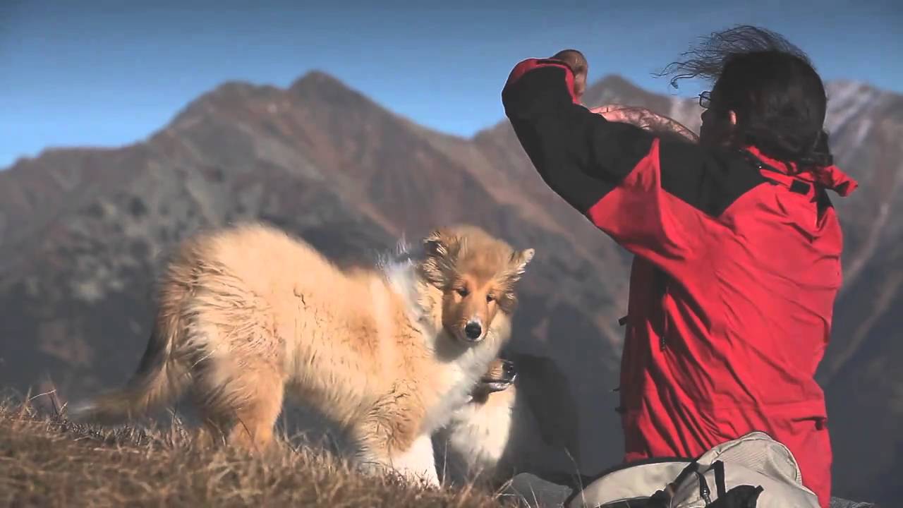 Trip with rough, smooth collies and schapendoes in West Tatras