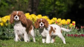 Cavalier King Charles Spaniel - Dog Breed Information by Zayzoo 116 views 4 years ago 1 minute, 55 seconds