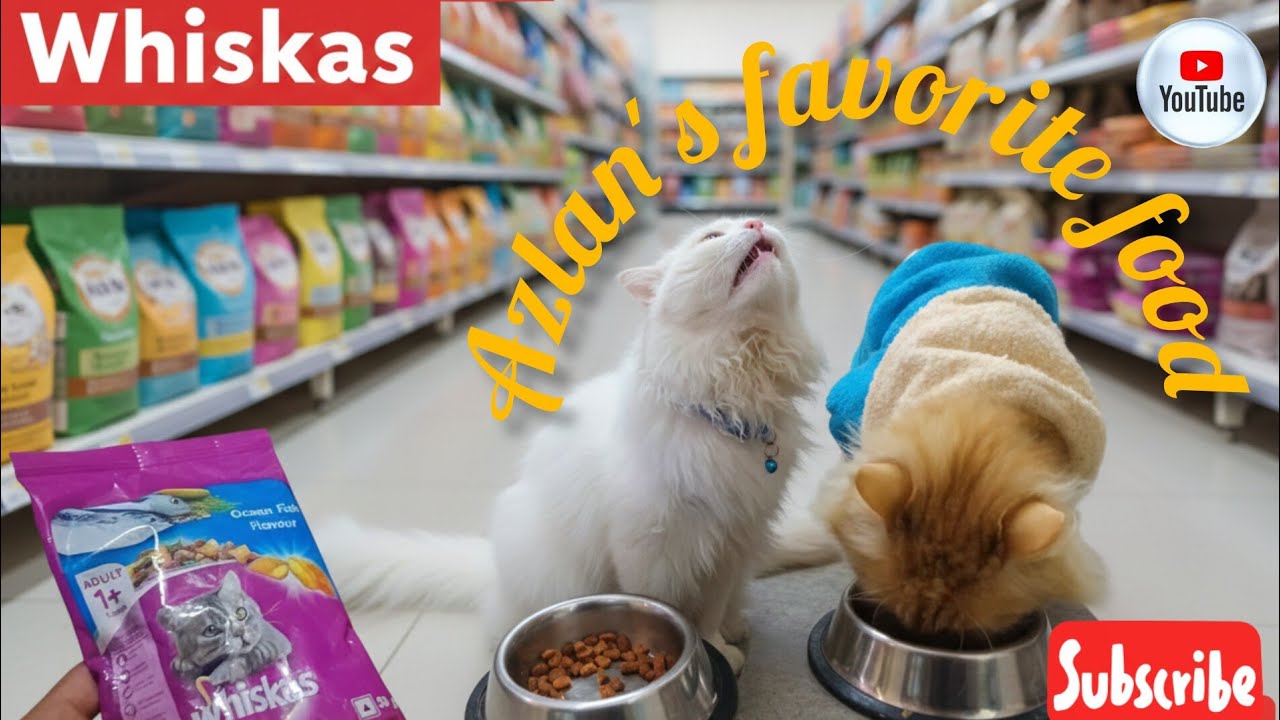 Azlan's favorite food *whiskas*🤤| #cat #youtubevideo - YouTube