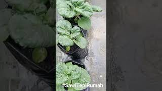 #Sawi #TanamSendiri #BebasRacun