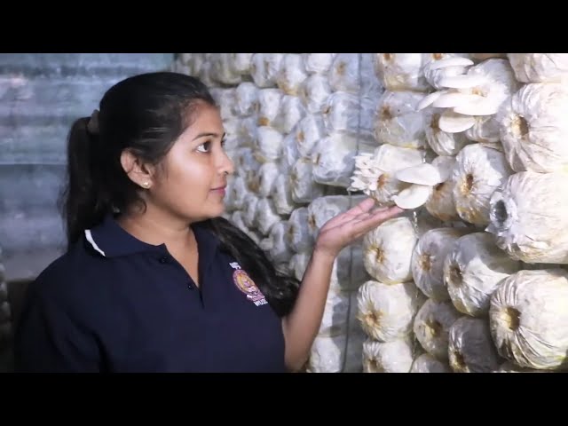බිම්මල් නිෂ්පාදන වැඩසටහන/ Mushroom Cultivation Program/ Bimmal wagawa