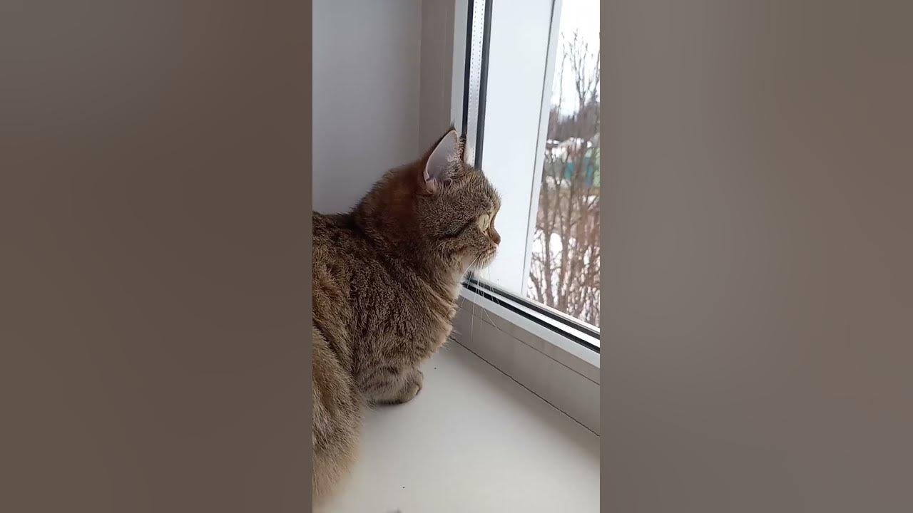 Симба опять смотрит в окно. - YouTube