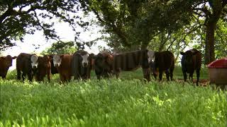 Baby Einstein Stock Footage - Cattle In Field