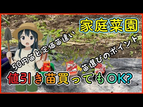 チシマザクラ　素掘り苗　3　一桁値下げしますのでコメントください 🌱Is it okay to buy discounted seedlings from a home improvement