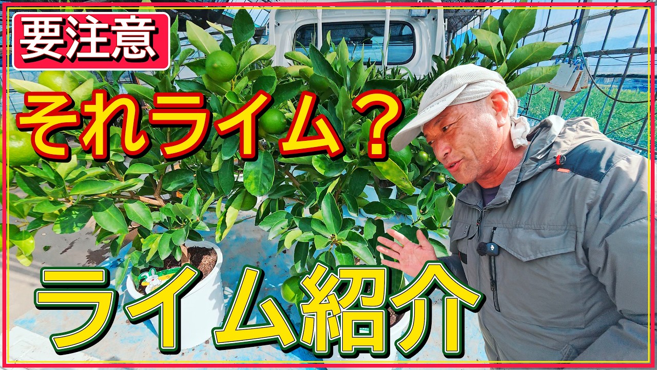 Is That Tree Really a Lime? A Pro's Guide to Identification and