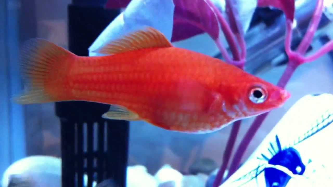 My Molly Aquarium is my orange molly female is pregnant ? YouTube