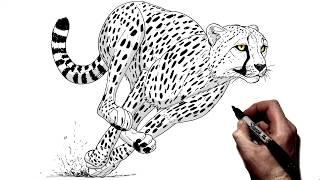 How To Draw A Cheetah Running | Step By Step |