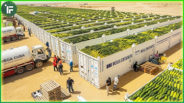 How to MILLIONS of Cucumbers Become Pickles | Cucumber Pickles Mega Factory Processing