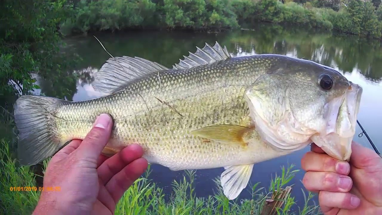 Good Old Pond Fishing (BIG BASS) 