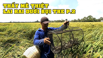 Đặt lợp bắt cá trúng đậm tiệc nhỏ tại bụi tre sau nhà đậm chất dân dã miền tây P.2/NGÃ NĂM TV