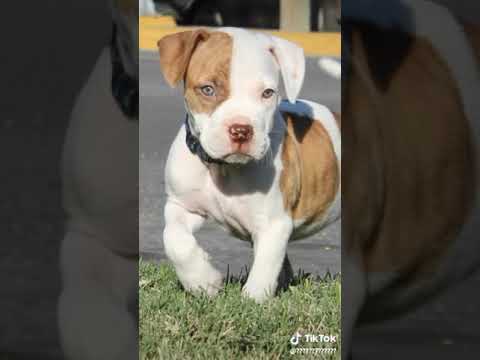 اغنية عندي كلب يجري معصكر حمو بيكا حلات واتس