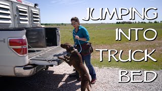 Teach Your Dog To Jump Into The Truck Bed