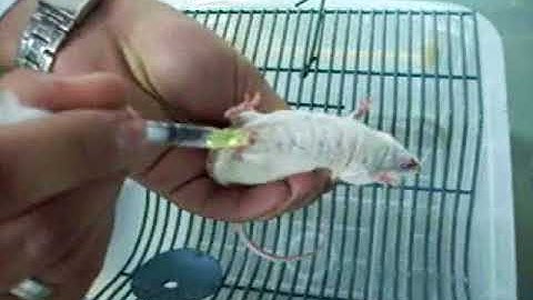 Pharmacology undergraduate lab videos: 1- handling Mouse