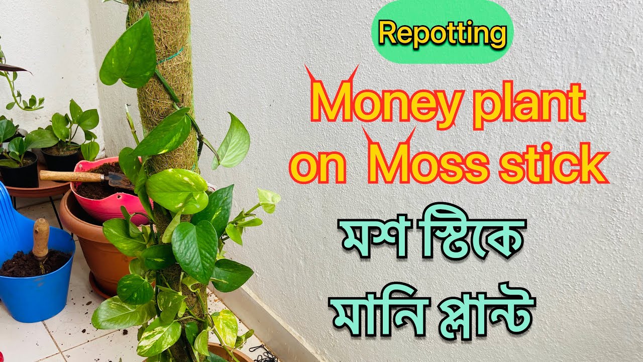 Money plant