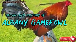 Origin and History of Albany Gamefowl Bloodline #gallos #rooster #chicken 