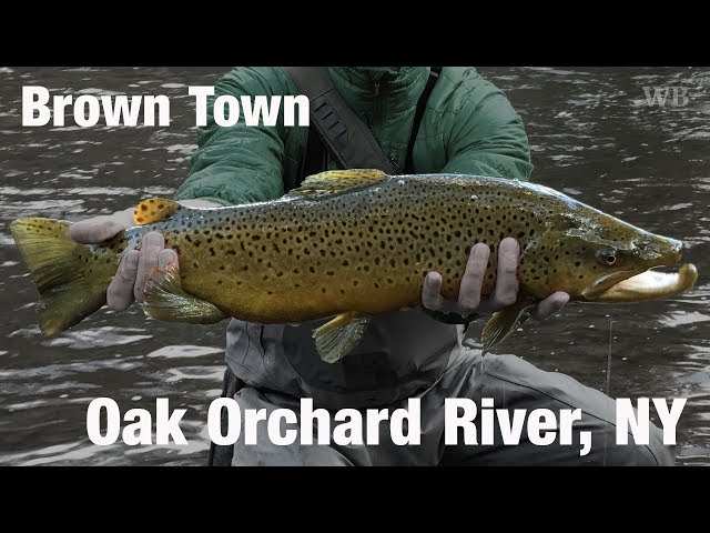 Fly Fishing Brown Town, Oak Orchard River, NY - Wooly Bugged 