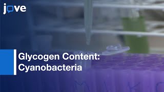 Determination Of Glycogen Content In Cyanobacteria