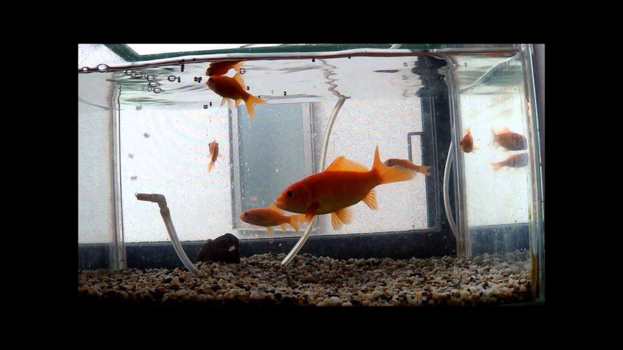金魚の餌やり Youtube