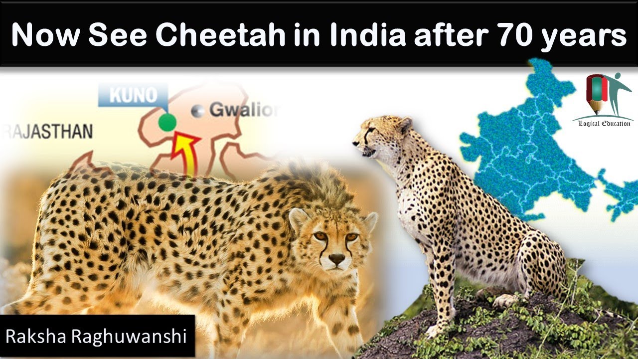 See Cheetah in India after 70 years | Cheetah reintroduction project in