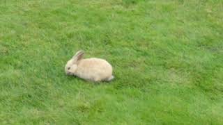 CANNON BEACH; Free bunnies in cannon beach (rabbits 2019)
