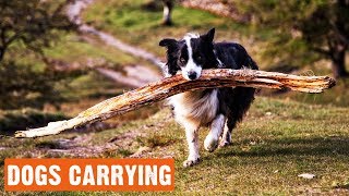 Funny Cute Dogs Carrying A Big Stick by I Love My Dog 99 views 5 years ago 6 minutes, 17 seconds