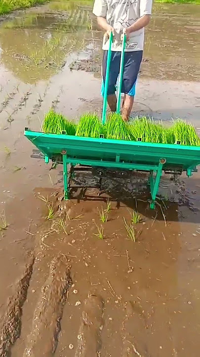 Manual Rice Transplanter #short video #Manual Rice Transplanter Philippines