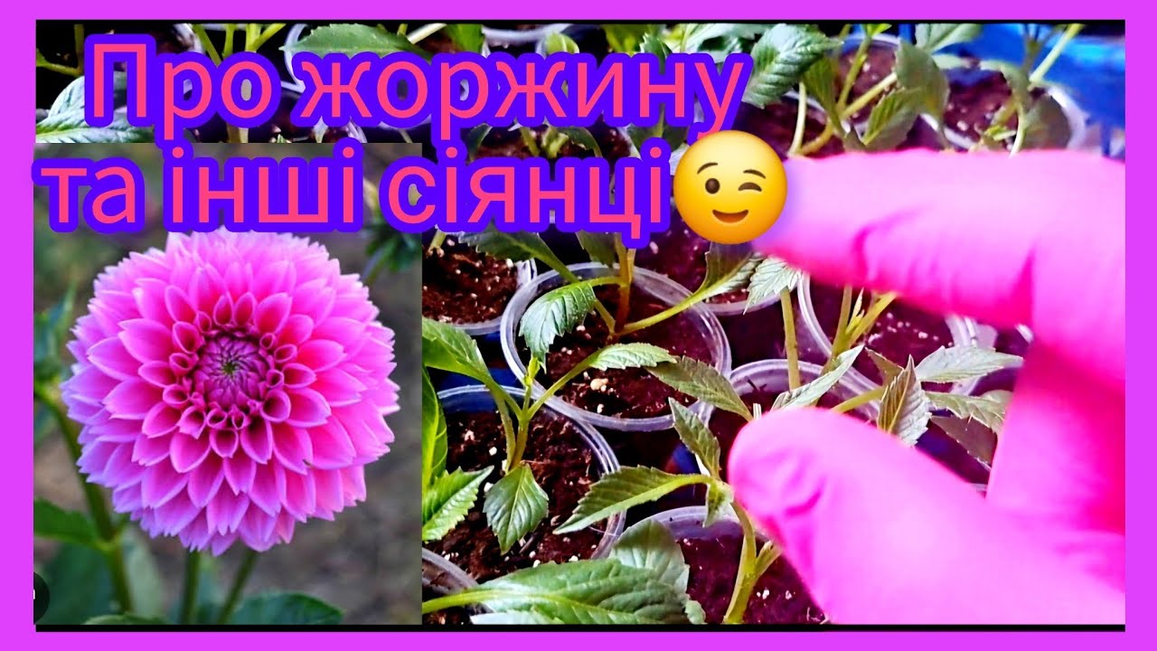 Все ‼️ про розмноження 🌺ЖОРЖИНИ🌿та про сходи квіточок і помідорчиків🍅#flowers #томат#garden 