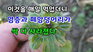 들판에 흔한 이 약초를 먹으면 폐에 쌓인 염증과 폐암덩어리가 모두 사라진다