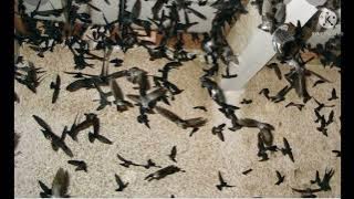 sp ratu koloni by yusril mahendra original...