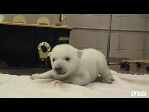 Un Bebe Ours Polaire Fait Ses Premiers Pas Au Zoo De Toronto Youtube