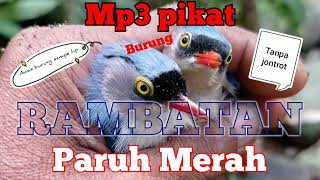 suara pikat burung RAMBATAN paruh merah terbaru