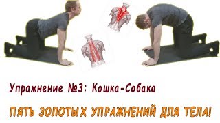 Упражнение для ленивых! Кошка-собака -- первый шаг к развитию. Упражнение для ленивых! Кошка-собака -- первый шаг к развитию.