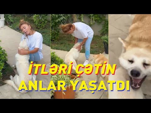 Xoşqədəm Hidayətqızının itləri