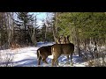 Trail Camera Video – April 10, 2023