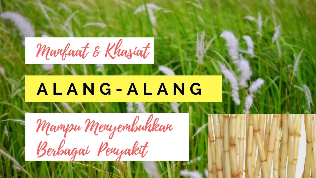 Manfaat dan Khasiat AlangAlang Mampu Menyembuhkan Berbagai Penyakit