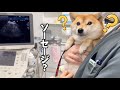 【豆柴妊婦犬のエコー検査】妊娠49日目 豆柴さにらむ #39