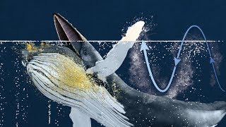 Snippet: Humpback whales sweep fish into their mouths