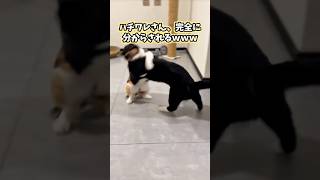 絶対ニヤける猫映像5選www #猫 #猫のいる暮らし #猫動画 #ねこ #可愛い #かわいい #癒し #ペット #動物 #2ch #shorts