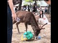 奈良公園で持ち物を放置すると #deerpark #奈良公園 #animals #鹿