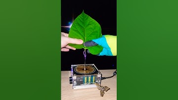 🍃 Music Tesla Coil #leaf #experiment #physics #scienceexperiment