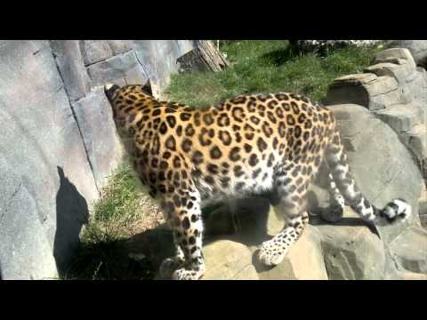 amur leopard colchester zoo 02.09.11