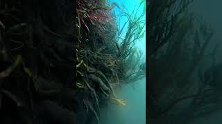 Akçapınar Amazon Saklı Cennet