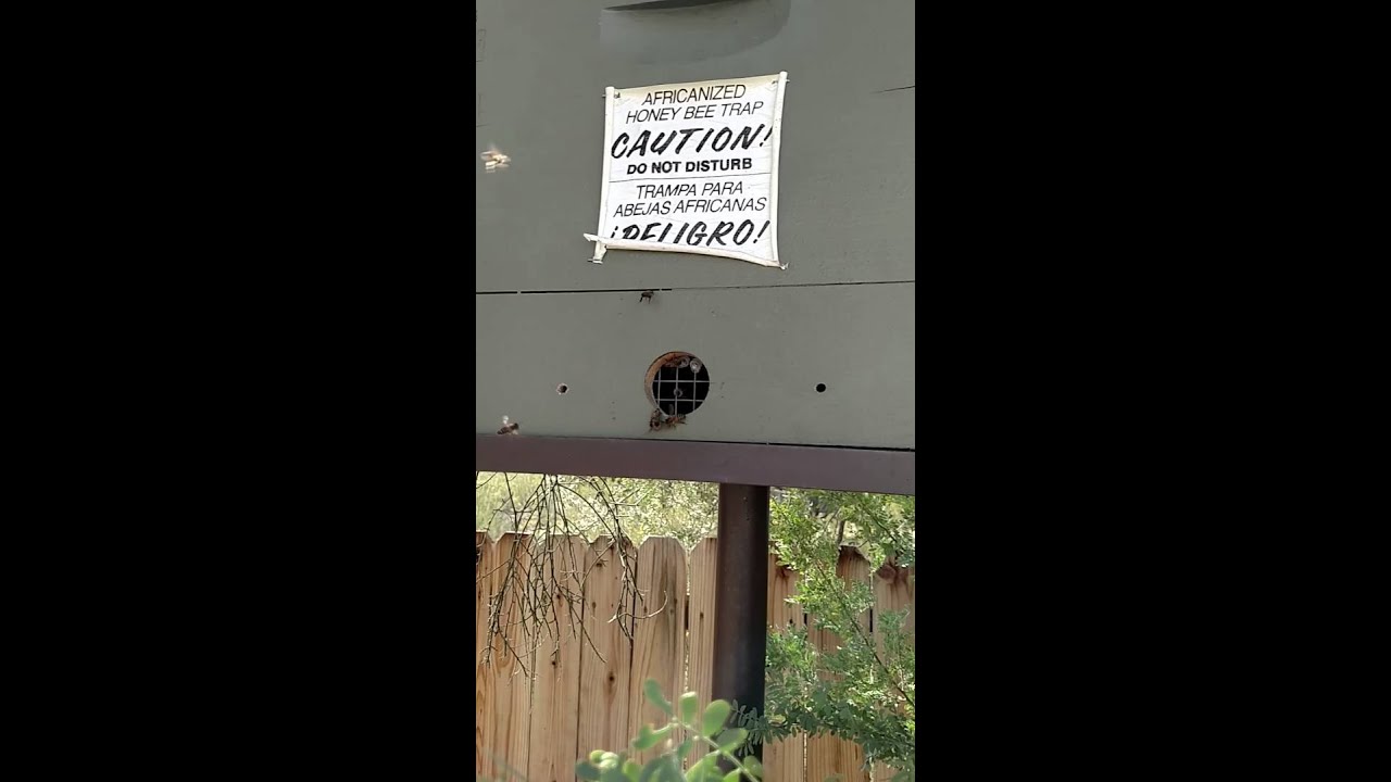 Scout bees checkin' out a trap: part one of two