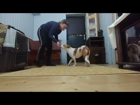 Лежать из стоять. Работа на связкой лежать — стоять. Тея 3 года.