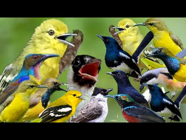 mp3 suara pikat semua burung di hutan (M&R Kicau mania) class=