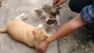 Netein Kucing Beranak
