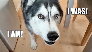 My Husky’s English Scares Me Some Times!