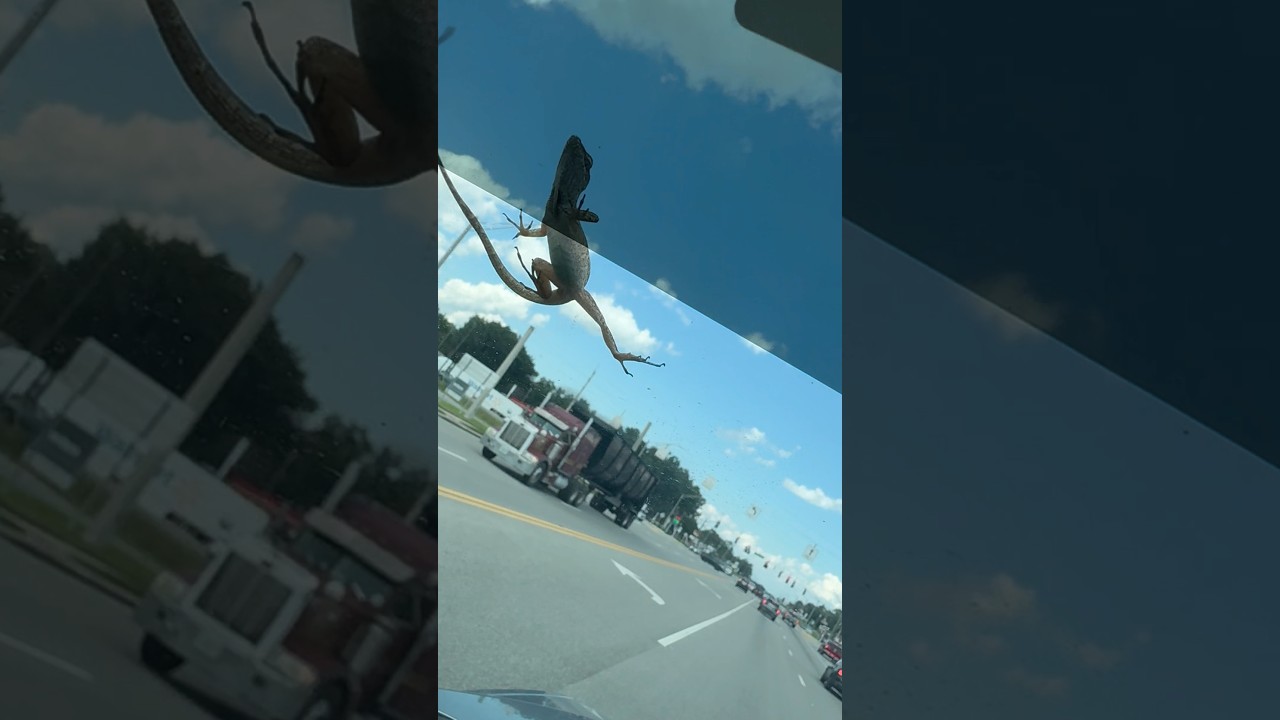 Lizard Car Ride#